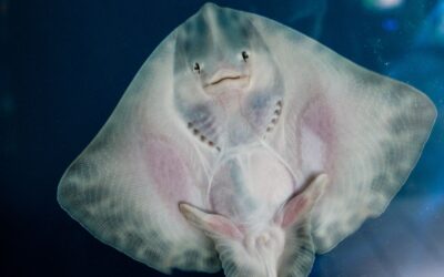 Do Manta Rays Smile? And What’s the Deal with Giggling Sting Rays?