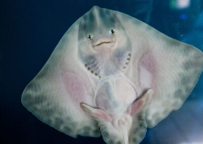 Do Manta Rays Smile? And What’s the Deal with Giggling Sting Rays?