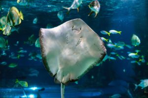 When people think manta rays smile, they actually confound them with sting rays. This picture shows how the belly of a stingray can easily be mistaken for a smiling face!