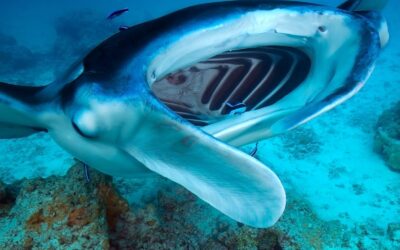 8 Unique Techniques Manta Rays Use for Filter-Feeding