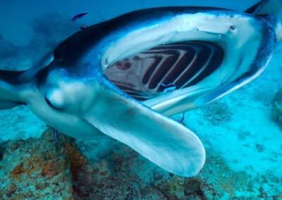 8 Unique Techniques Manta Rays Use for Filter-Feeding