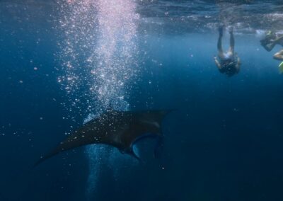 How much is a manta ray worth?