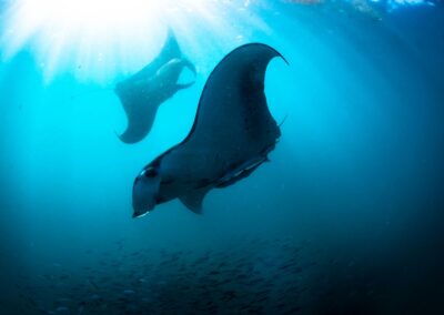 How do Manta Rays Reproduce?