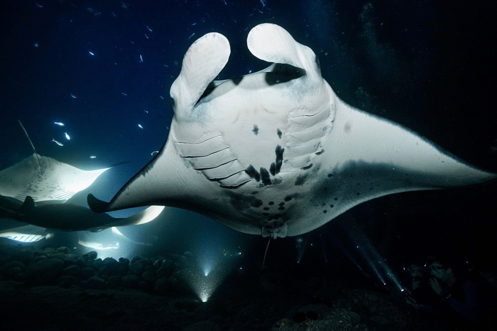 Notch the Rescued Dolphin Book