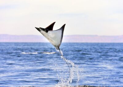 Why do Manta Rays Jump out of the Water?