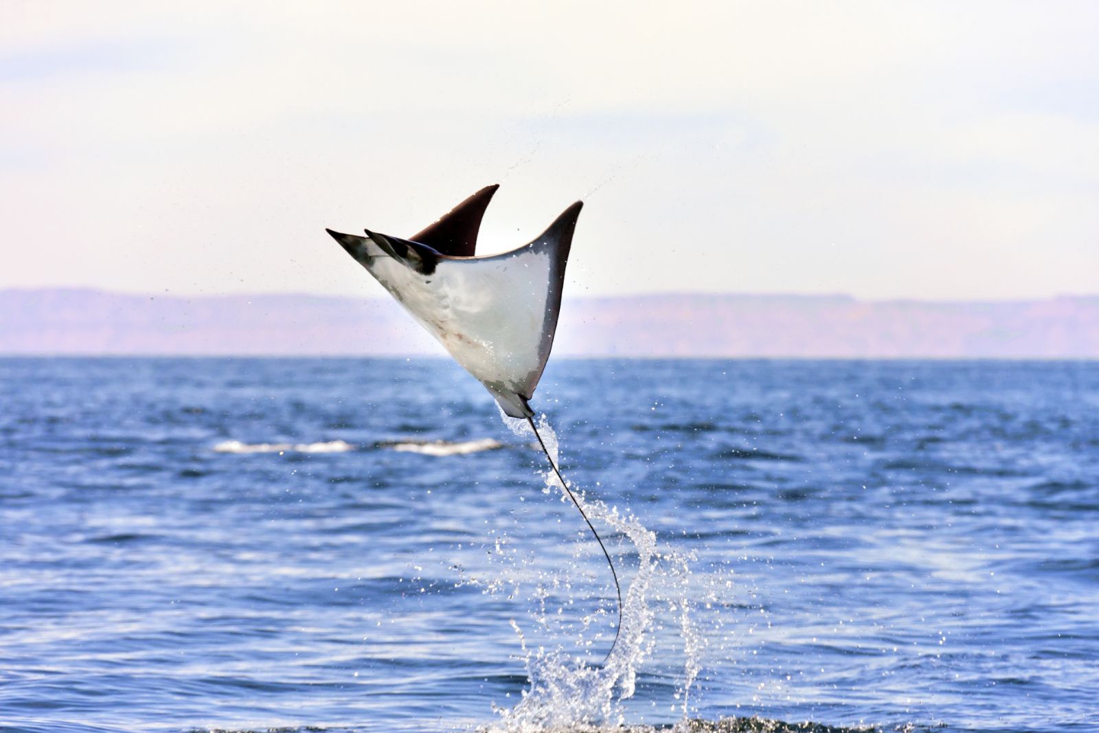 mobula-ray-jump-flying-breaching-manta-ray-advocates-010 Jump! A Mobula ray breaching looks like it's flying above the water.