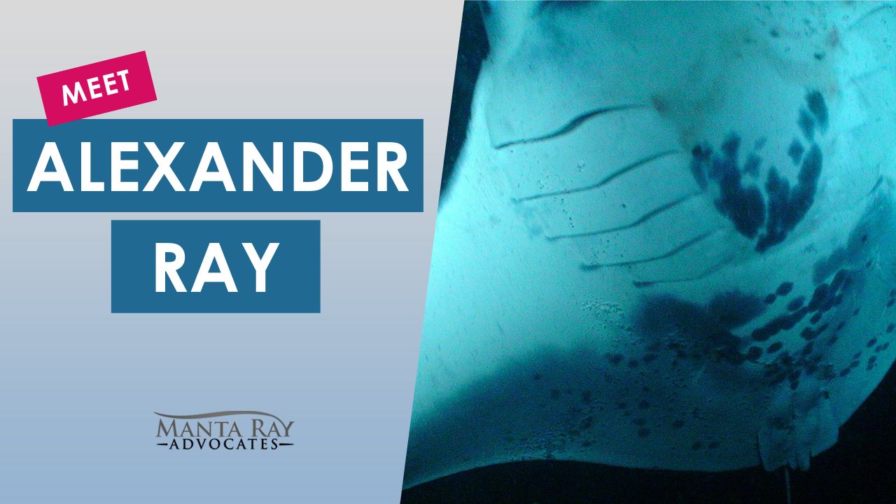 Alexander Ray