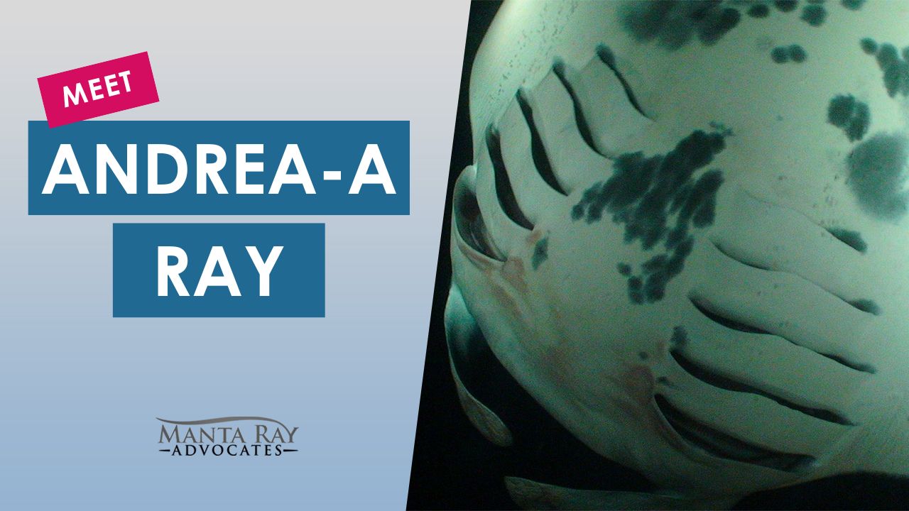 Andrea-a Ray