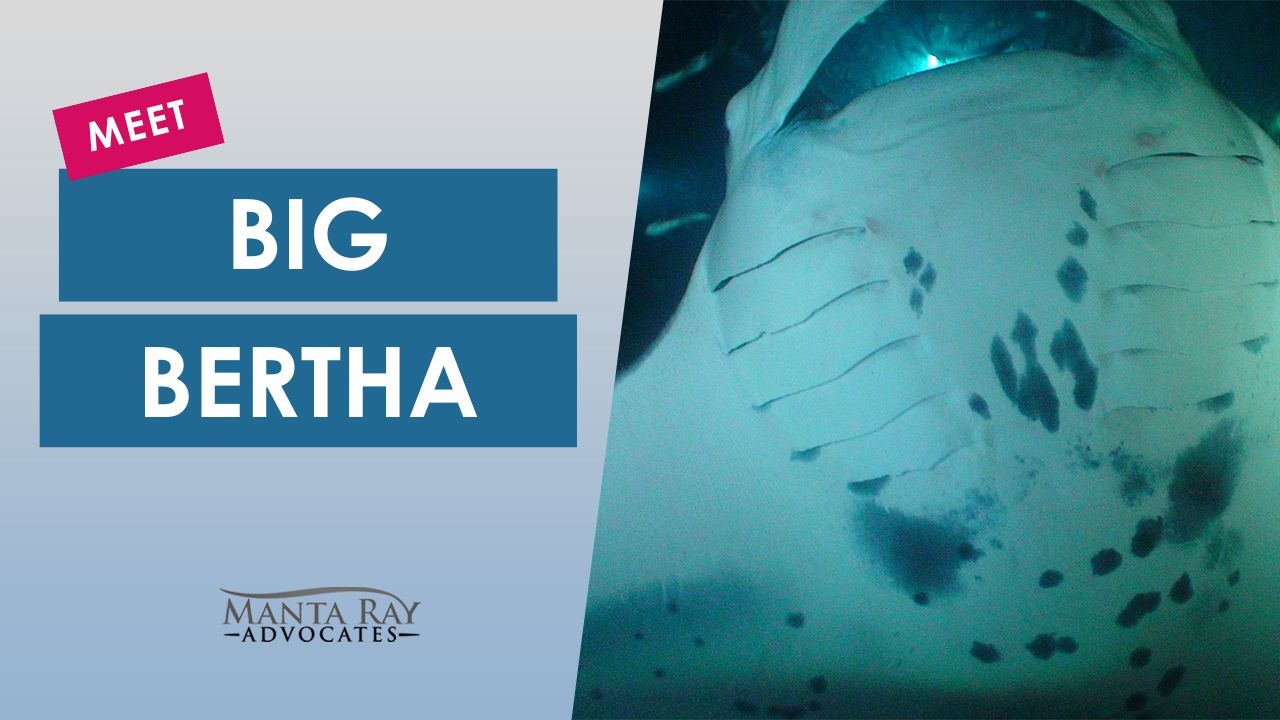 Big Bertha