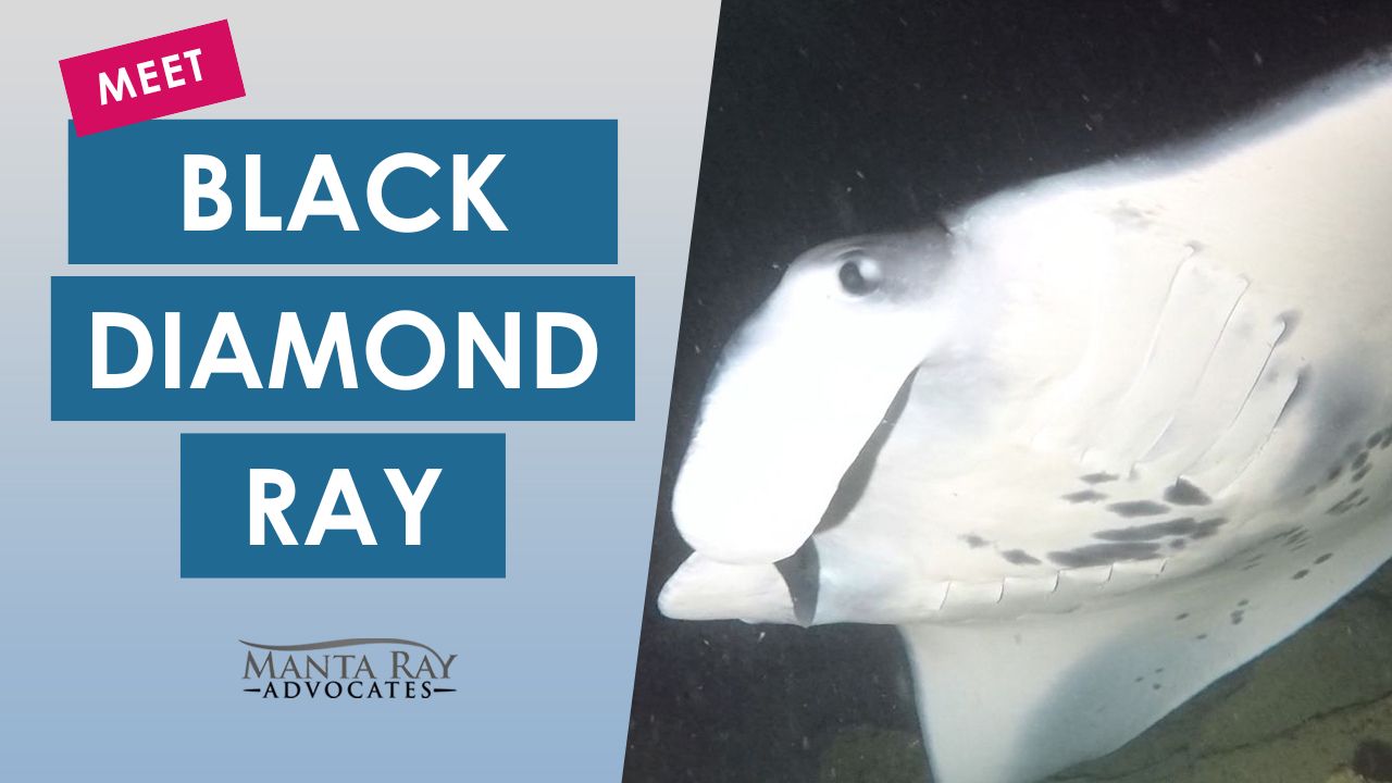 Black Diamond Ray