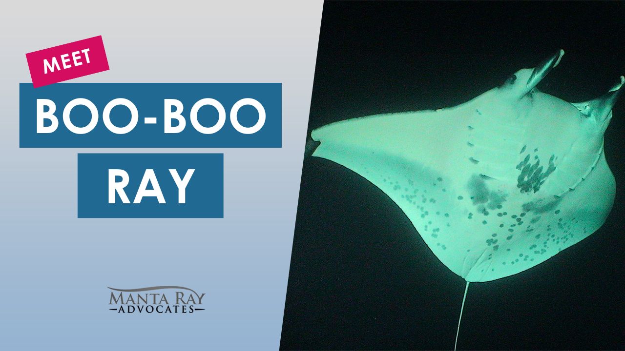 Boo-Boo Ray