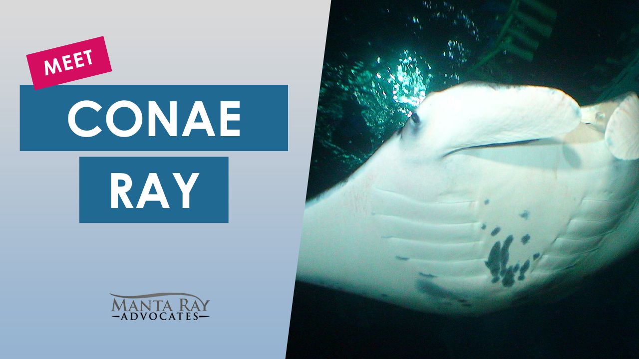 Conae Ray