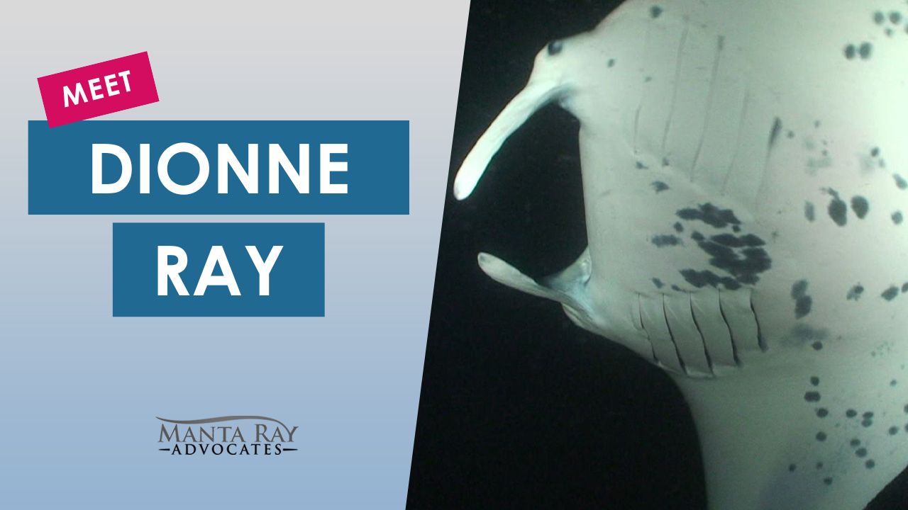 Dionne Ray