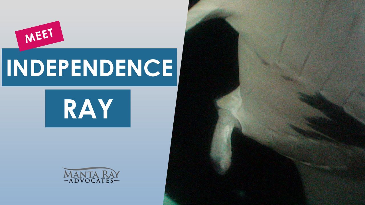Independence Ray