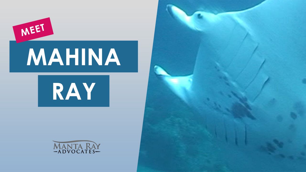 Mahina Ray / Moon Ray