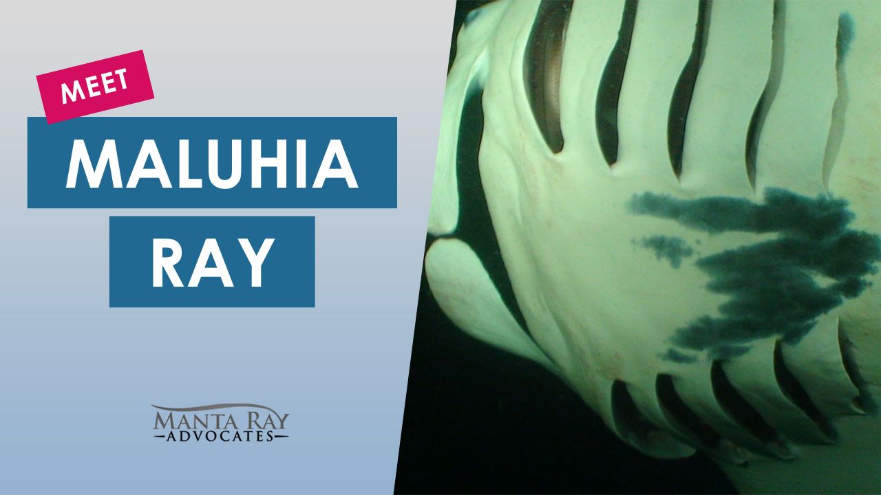 Maluhia Ray