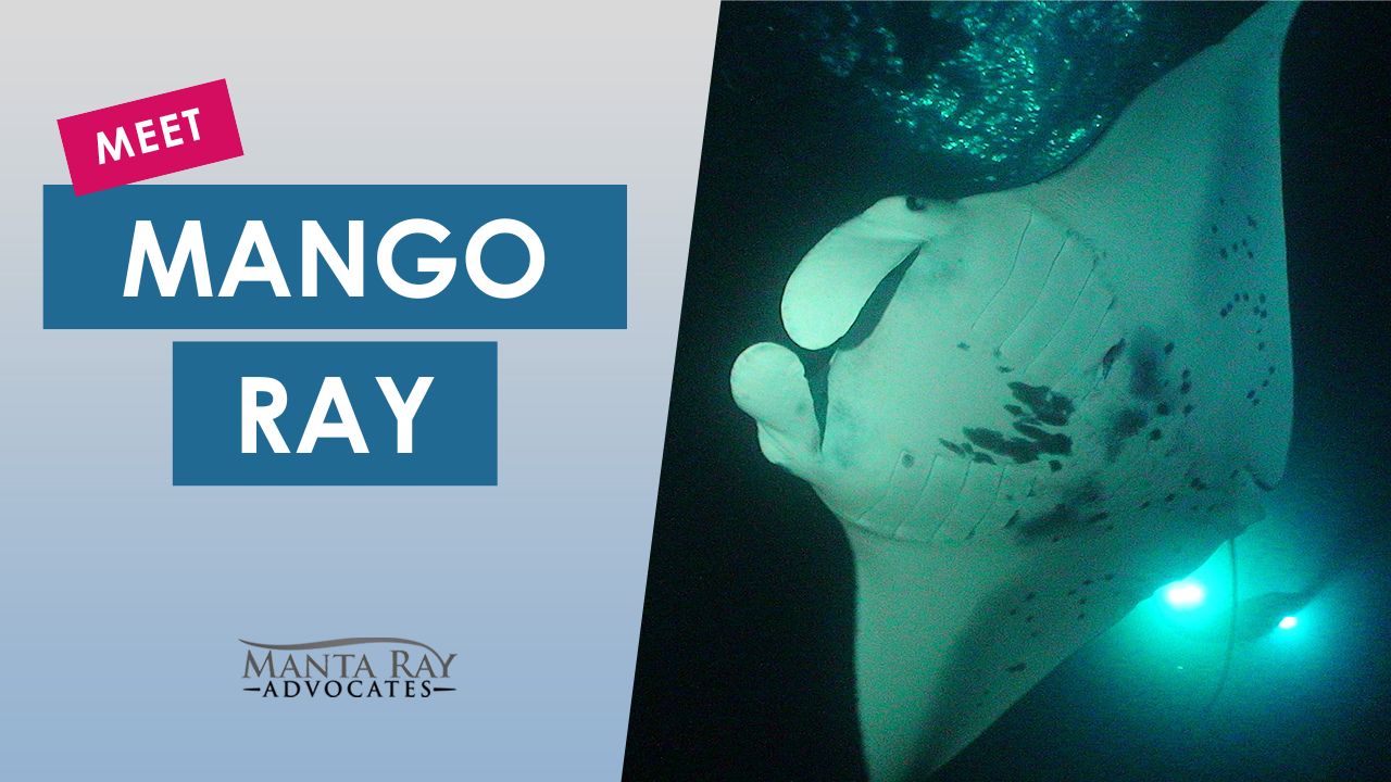 Mango Ray