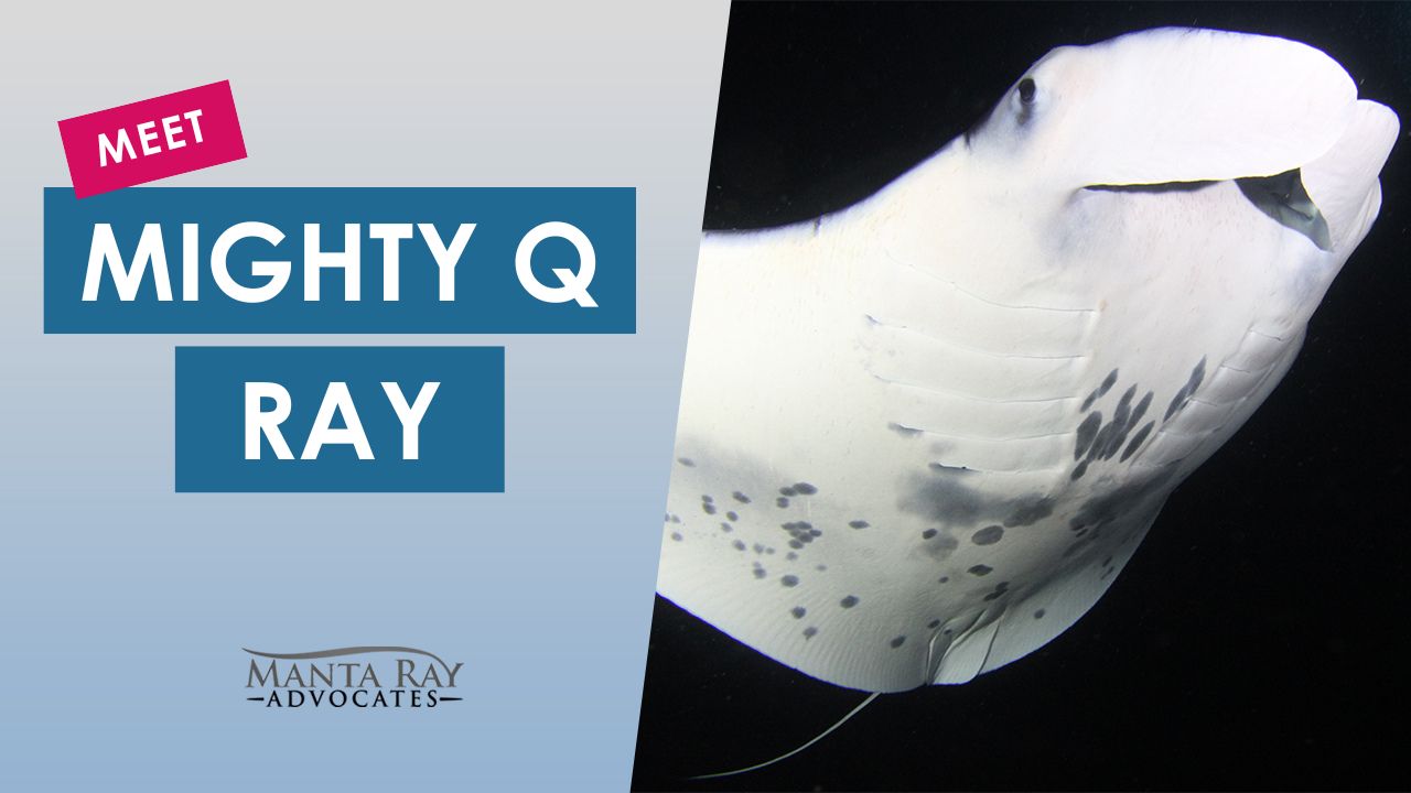 Mighty Q