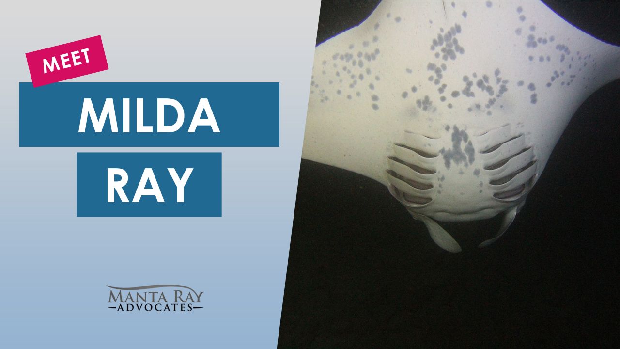 Milda Ray