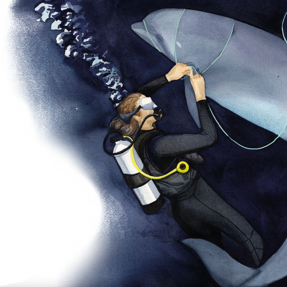Notch the rescued dolphin Notch, the rescued dolphin - children's book