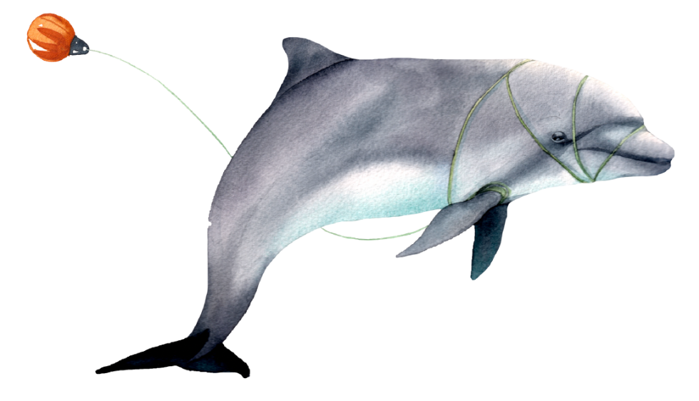 Notch the rescued dolphin Notch, the rescued dolphin - children's book