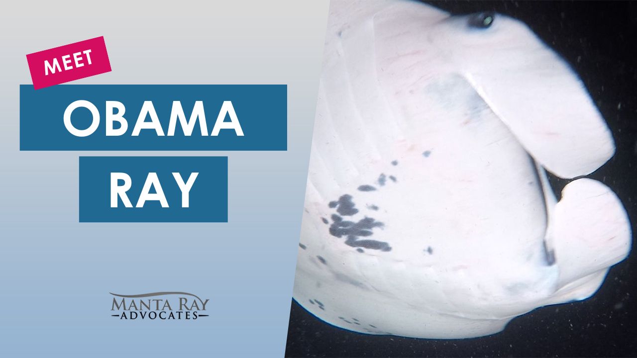 Obama Ray