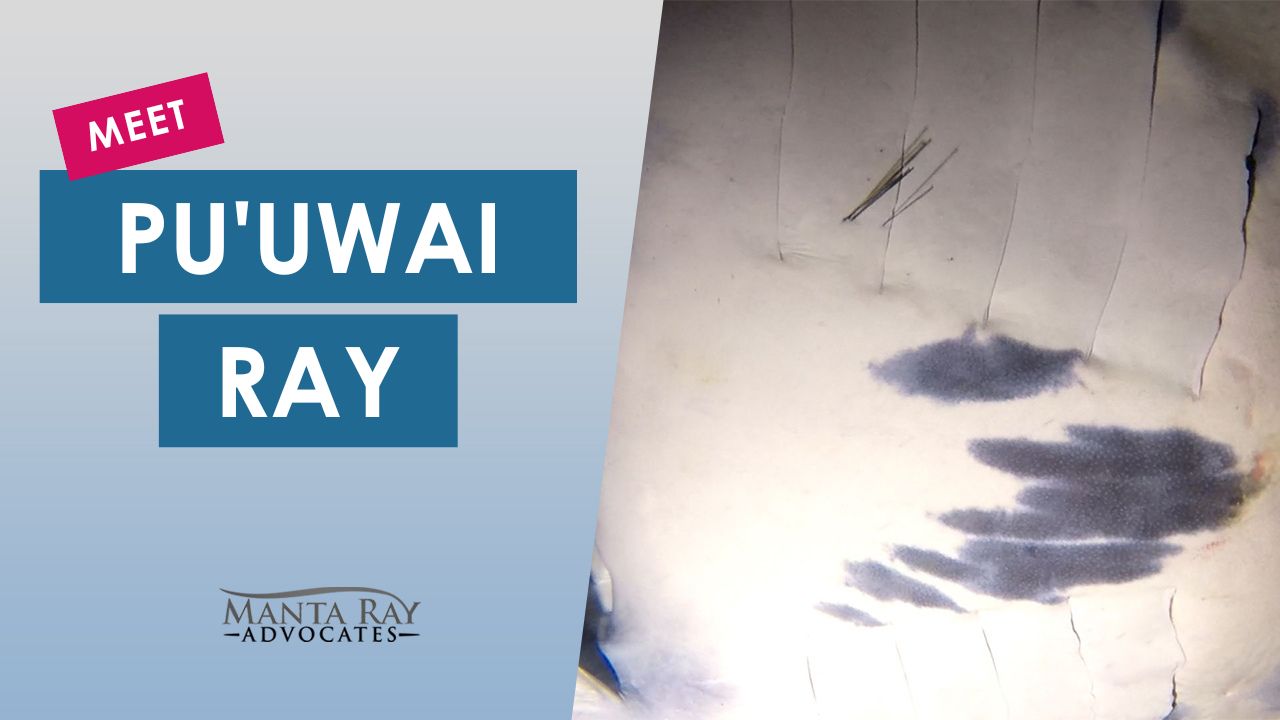 Pu’uwai Ray