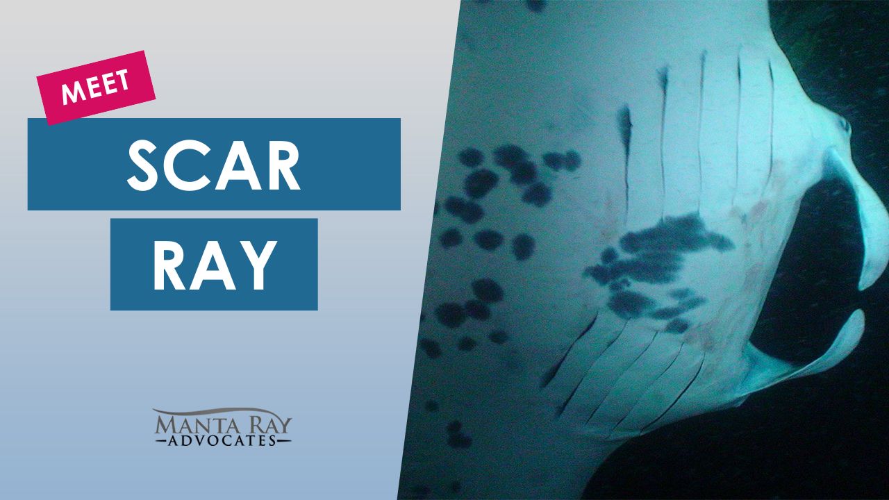 Scar Ray