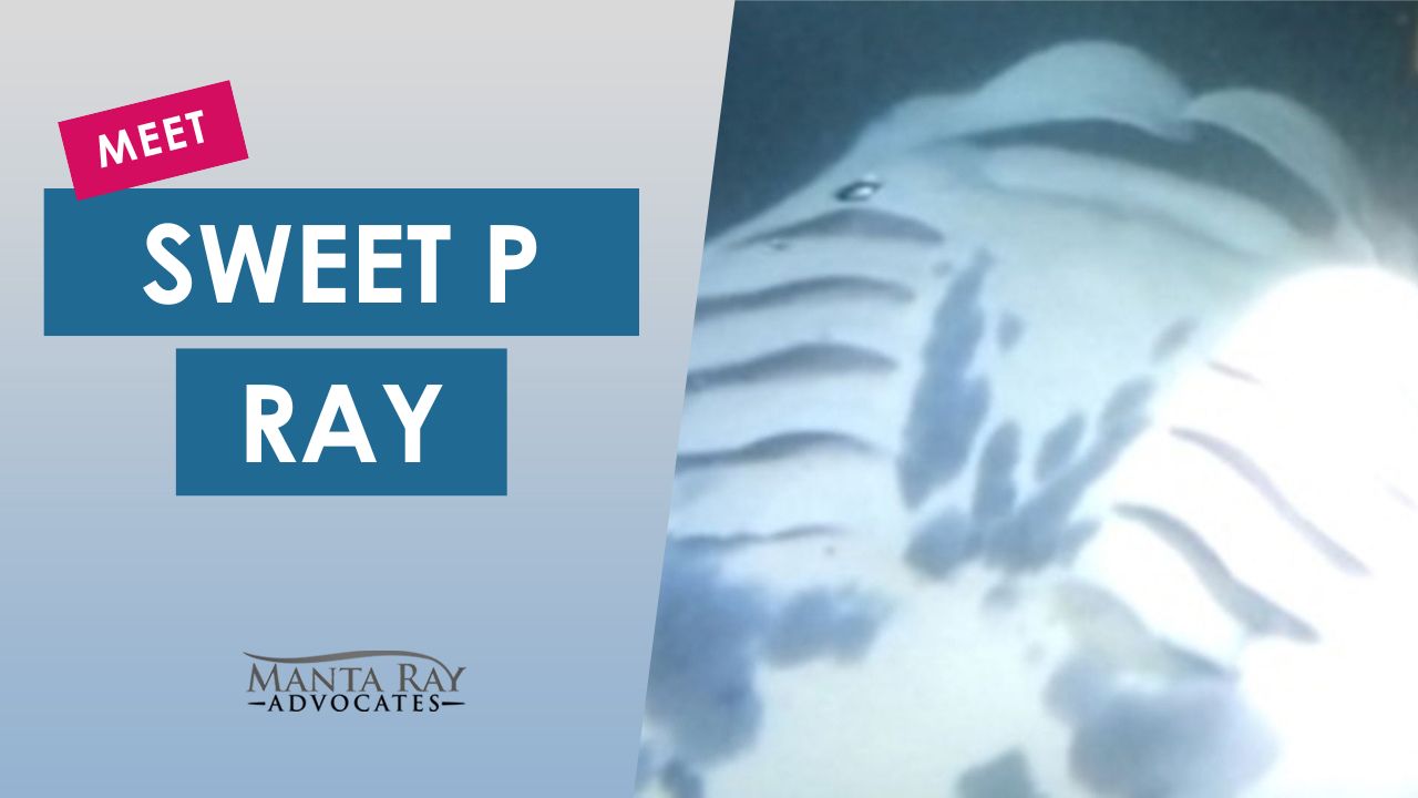 SweetP Ray