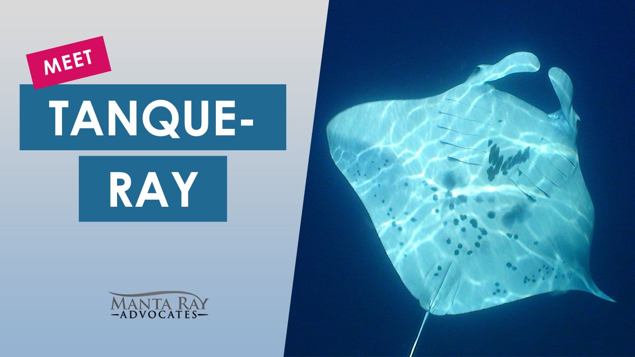 Tanque-Ray