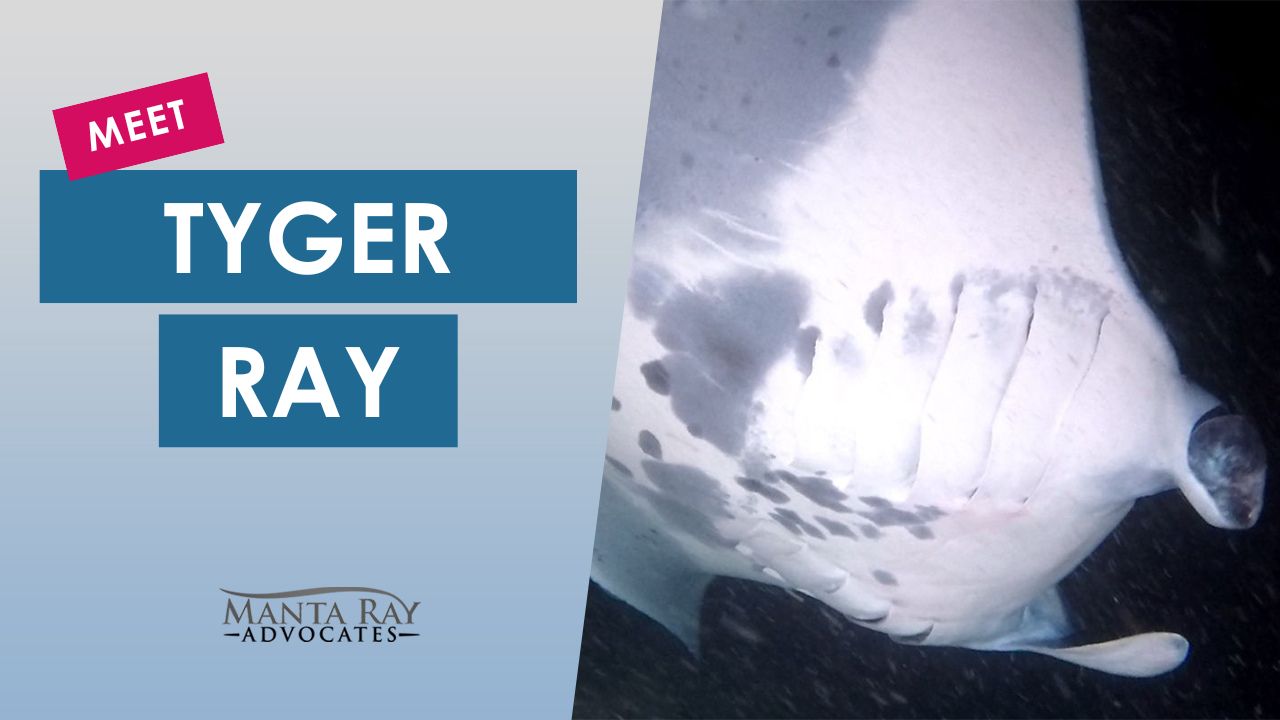 Tyger Ray