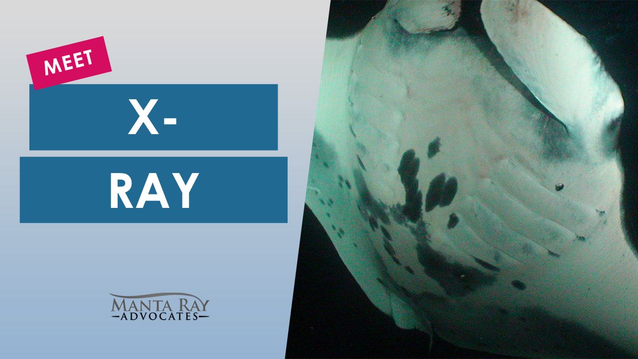 X-Ray