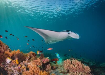 Everything you ever wanted to know about manta rays