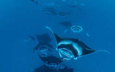 10 Fun Facts about Manta Rays