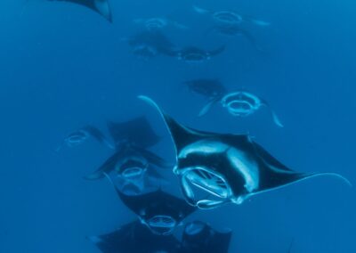 10 Fun Facts about Manta Rays