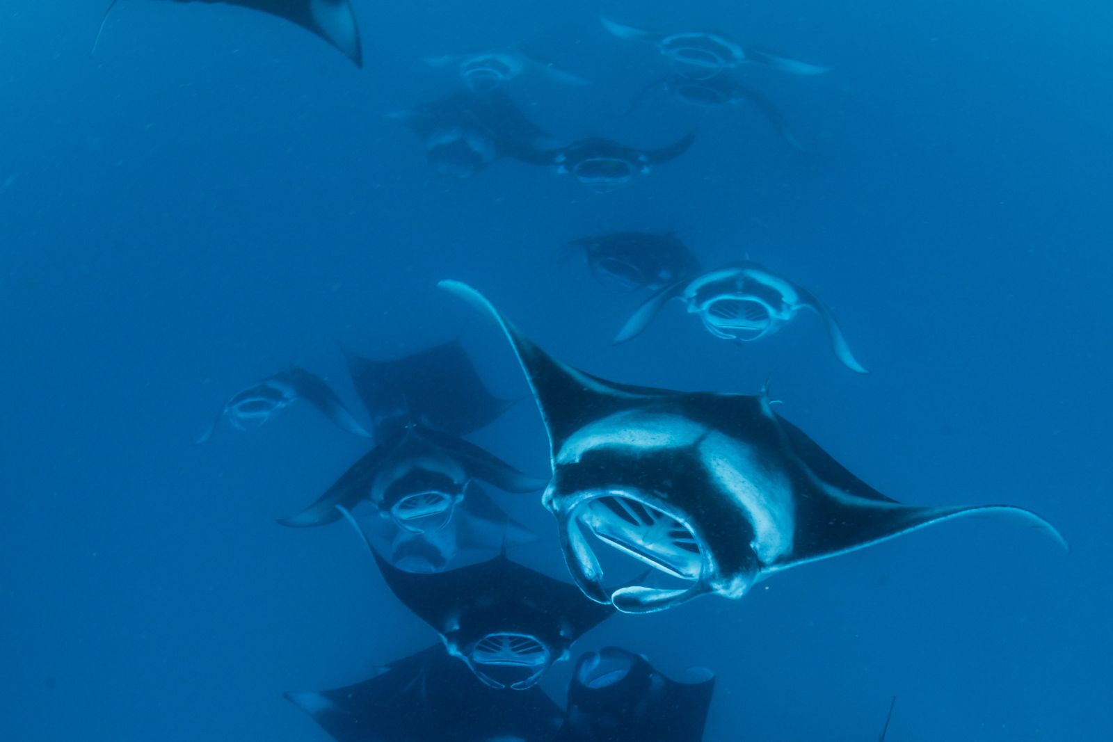 manta ray fun facts Picture of a group of manta rays, illustrating the "manta ray fun facts" post