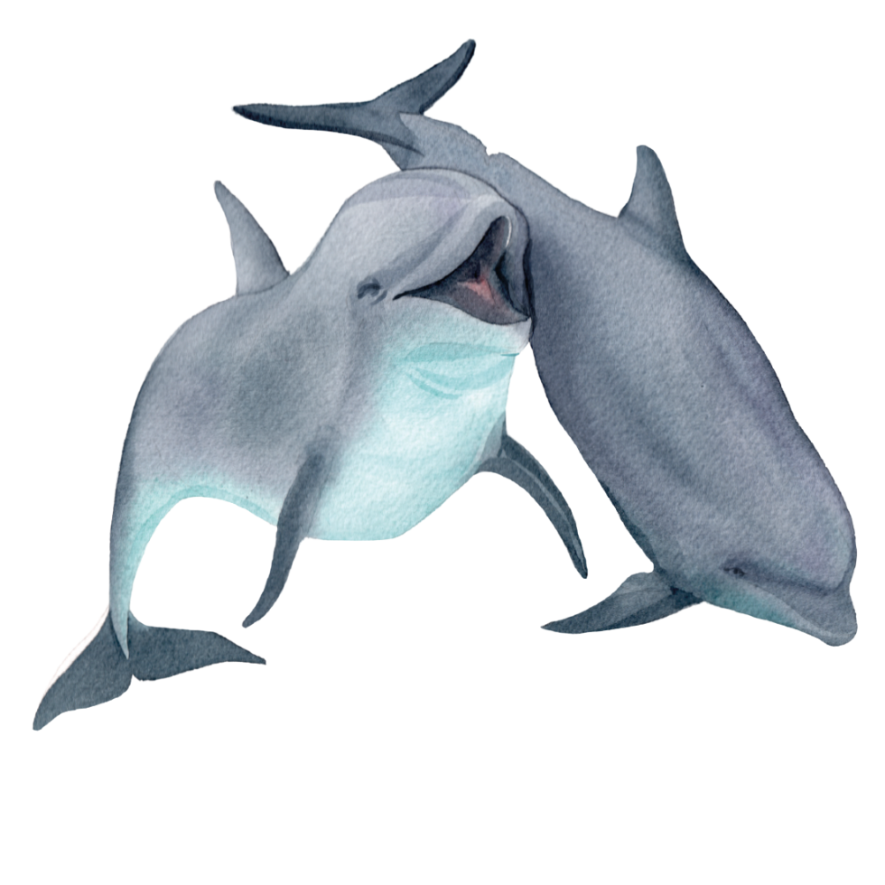 notch-the-rescued-dolphin-3