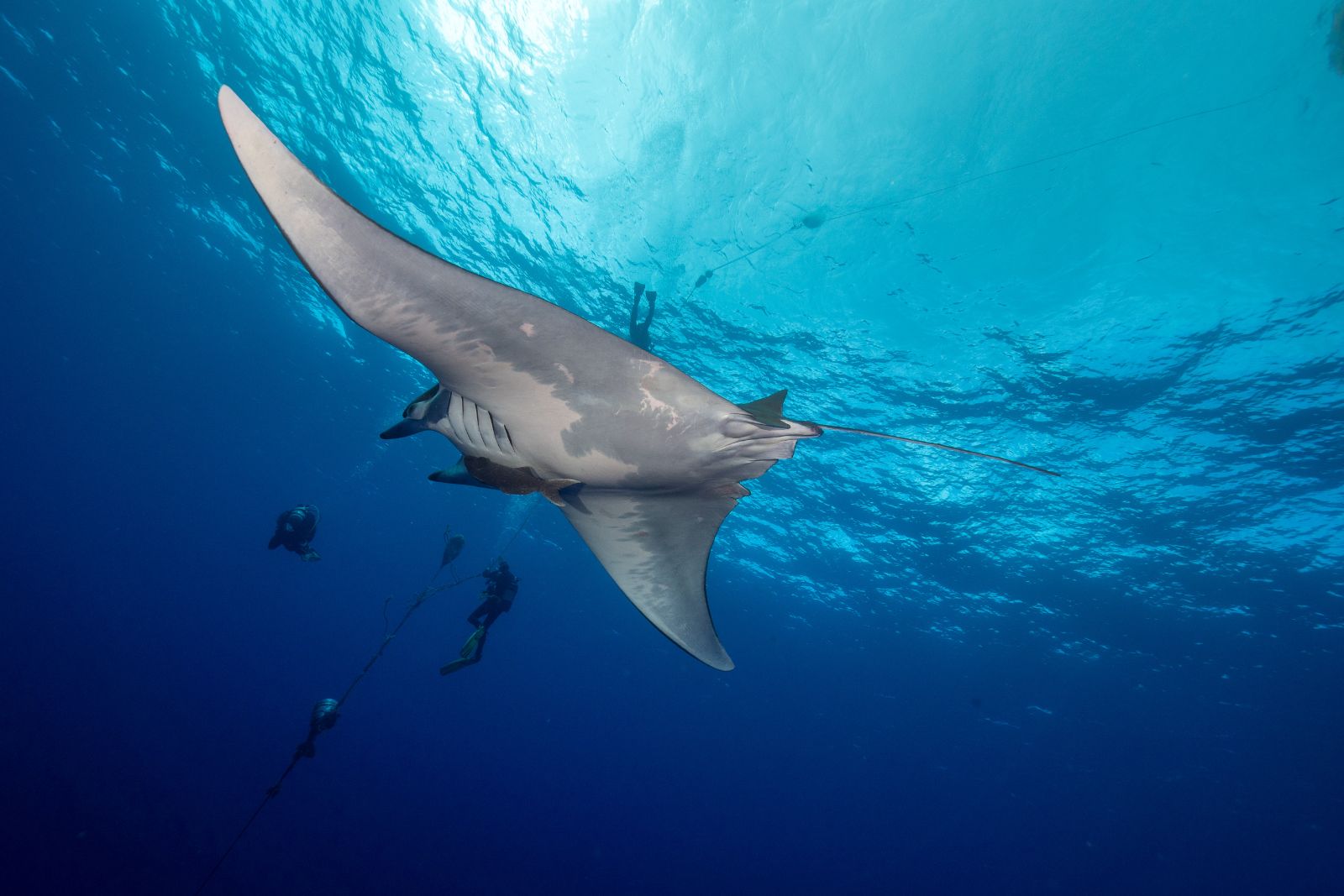 feat manta rays fish or mammals – manta ray advocates Picture of a manta ray swimming near the surface, illustration to go with "are manta rays fish or mammals"