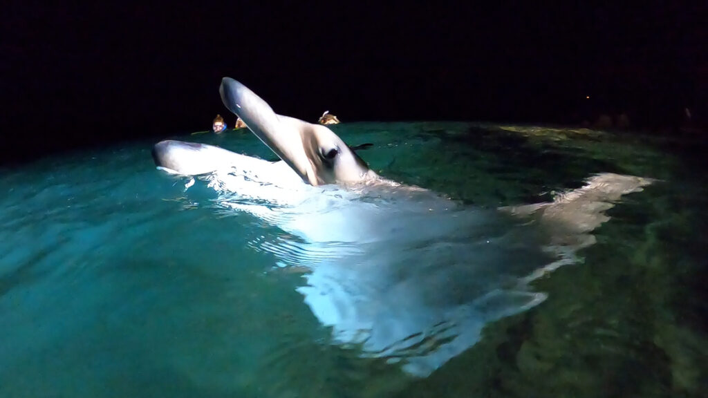 Jolene Ray breaching the surface of the water - and showing off her eye