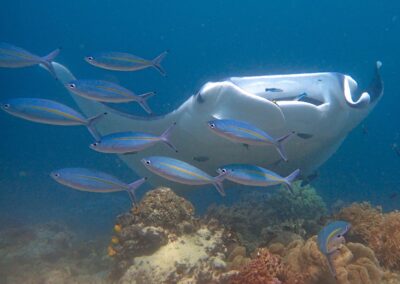 Why is it Important to Protect Manta Rays?
