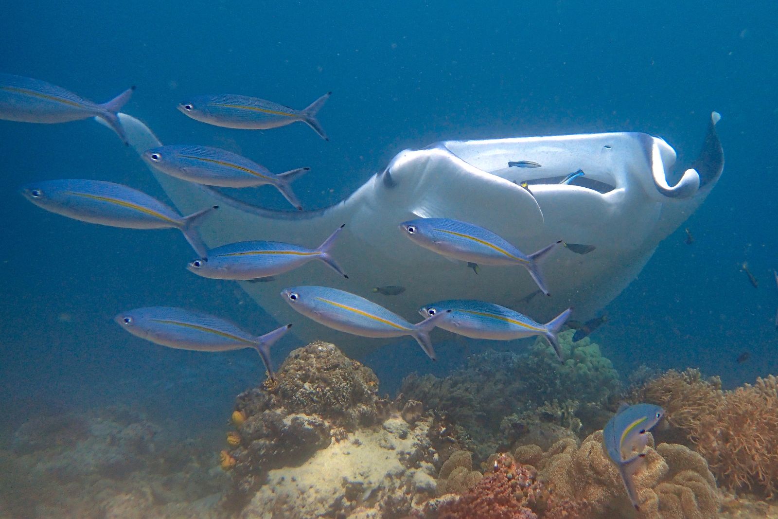 protect manta rays – manta ray advocates Why protect manta rays? Image of a manta ray swimming with smaller fish