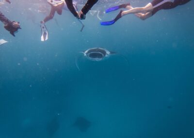 Swimming with manta rays: what you need to know before diving in