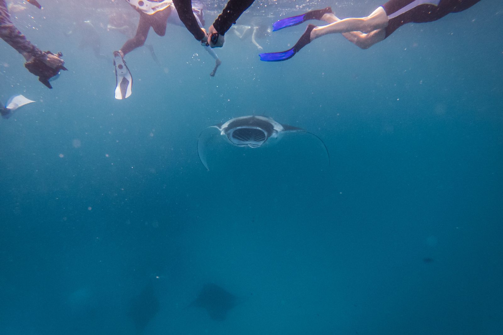 swimming with manta rays – manta ray advocates Picture of a group of snorkelers swimming with manta rays - and a manta swimming towards them