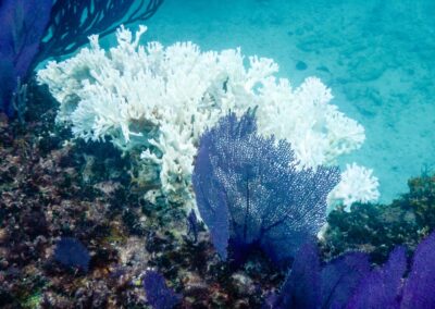 How Climate Change affects Manta Rays
