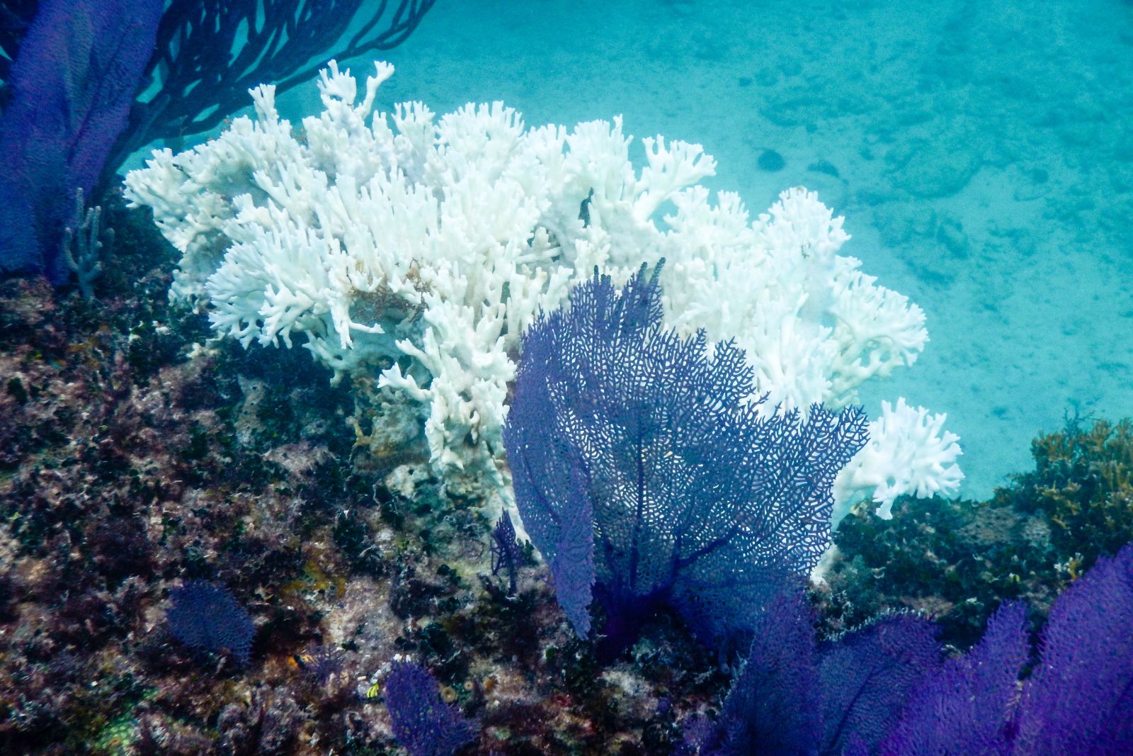 bleached-coral-climate-change Picture of bleached coral, illustrating our article about climate change and its effect on marine life