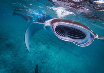 The 7 Extraordinary Senses of Manta Rays