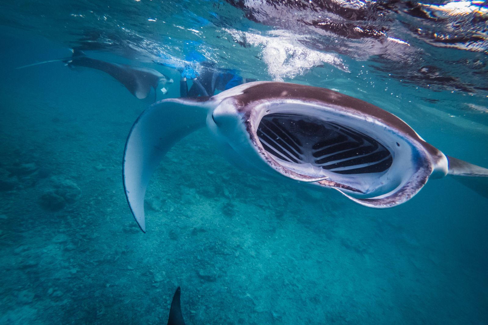 manta ray 7 senses Image of a manta ray's mouth, to illustrate the article about the senses of a manta ray