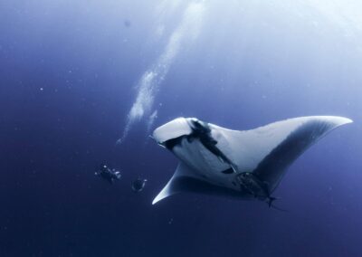 How Citizen Science contributes to our Knowledge of Manta Rays