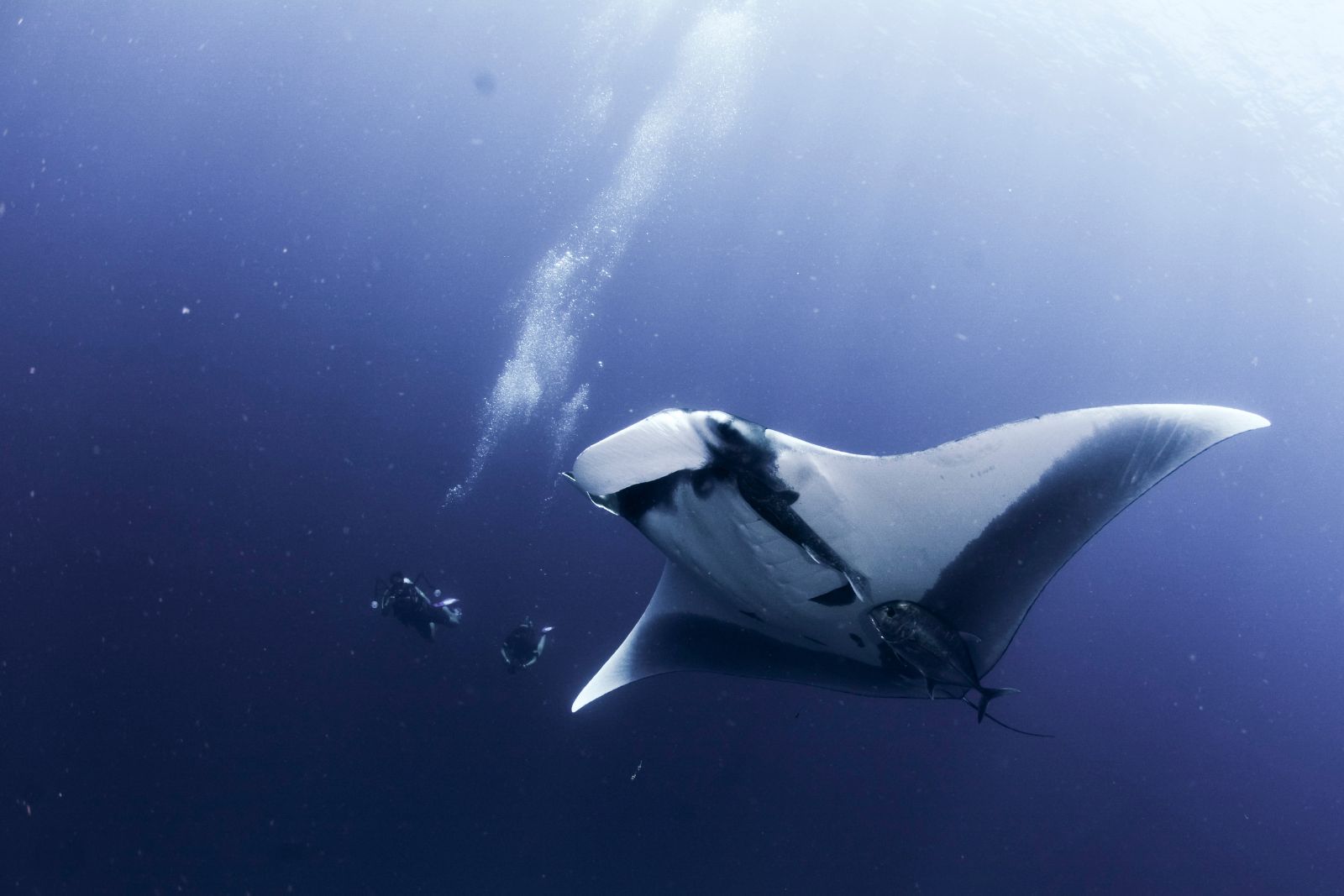 manta ray Citizen Science Divers monitoring a giant manta ray - image illustrating the article about the contribution of citizen science to our knowledge of manta rays