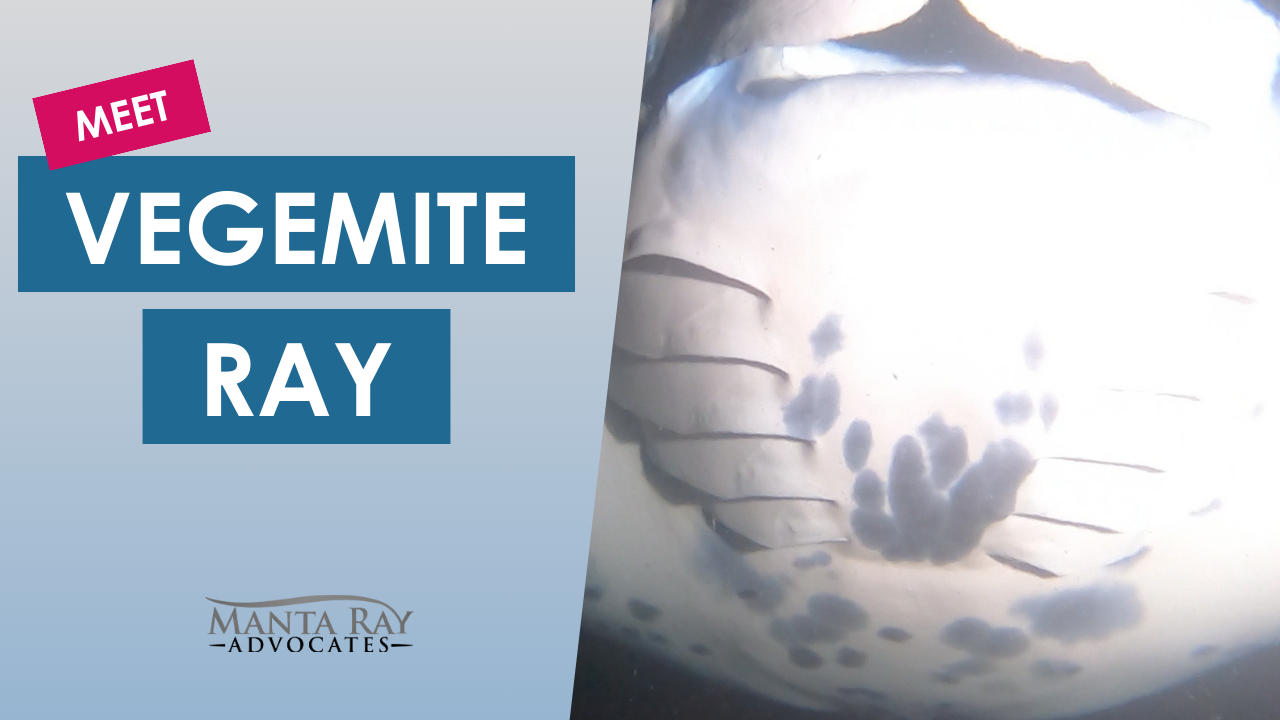 Vegemite Ray